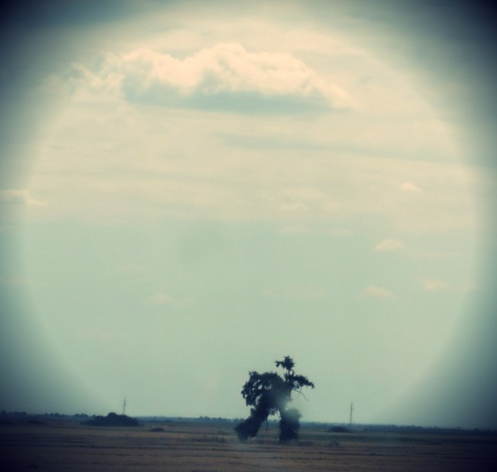 running tree