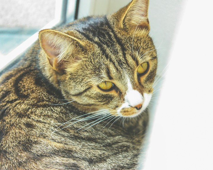 Annoyed Tiger