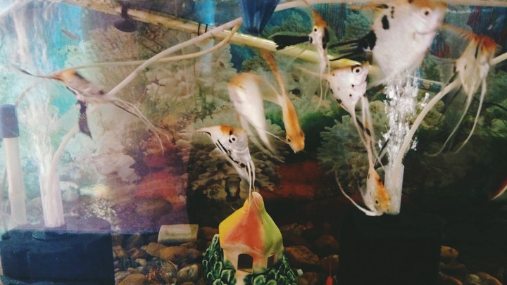Aquarium