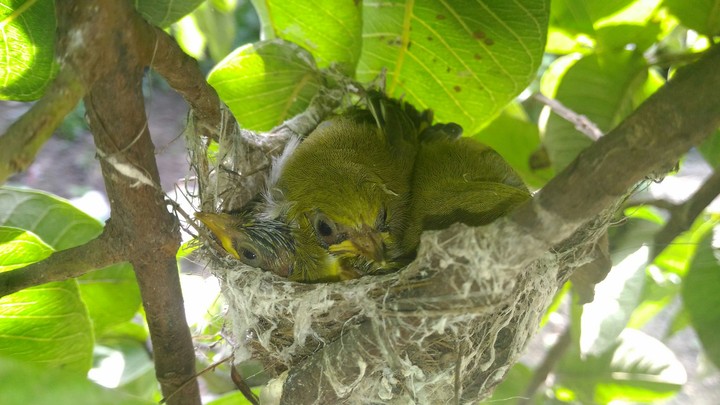 Bird