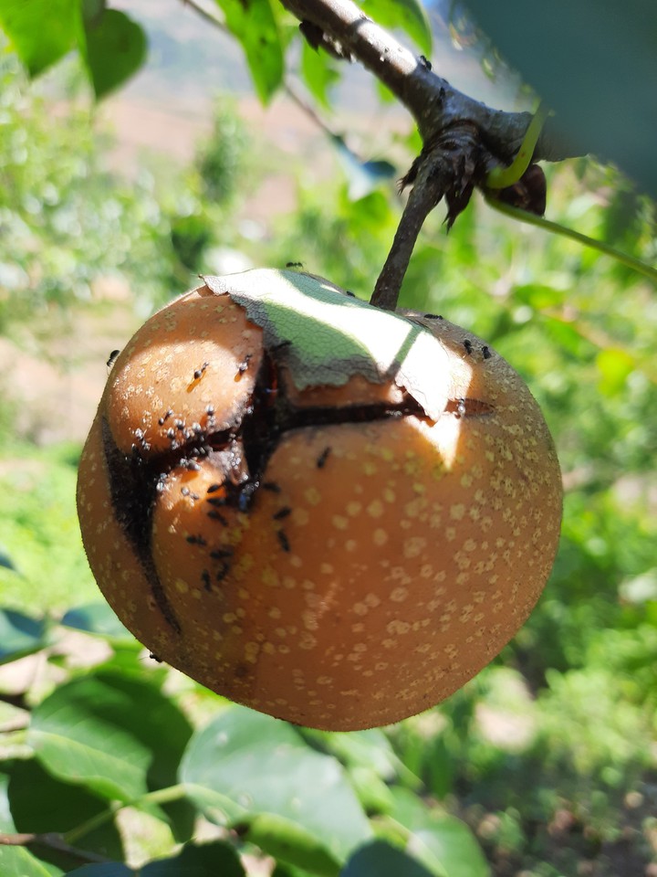 Pear..