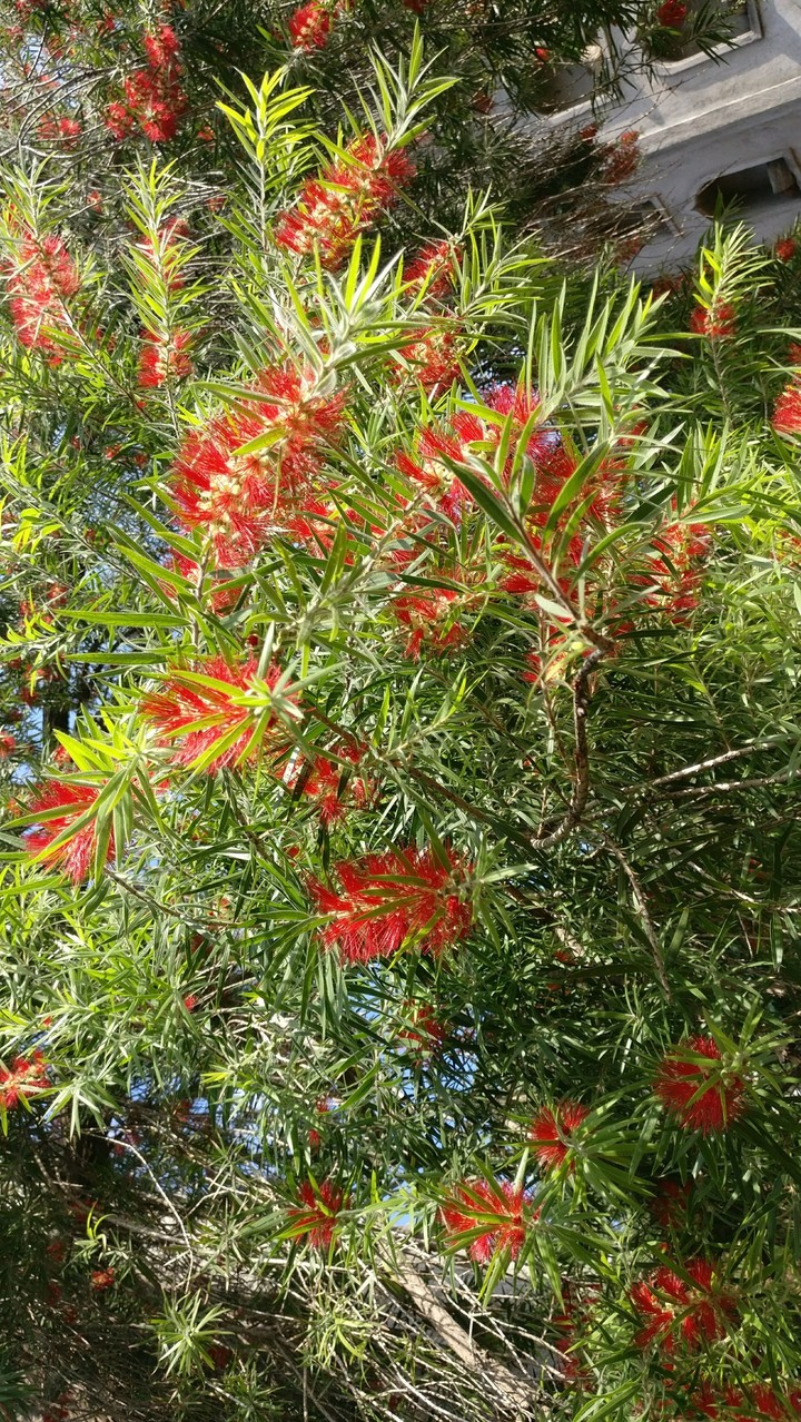 Floral