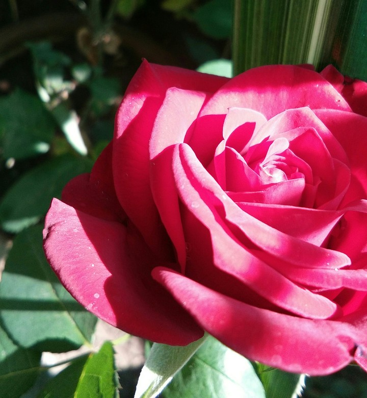 rose