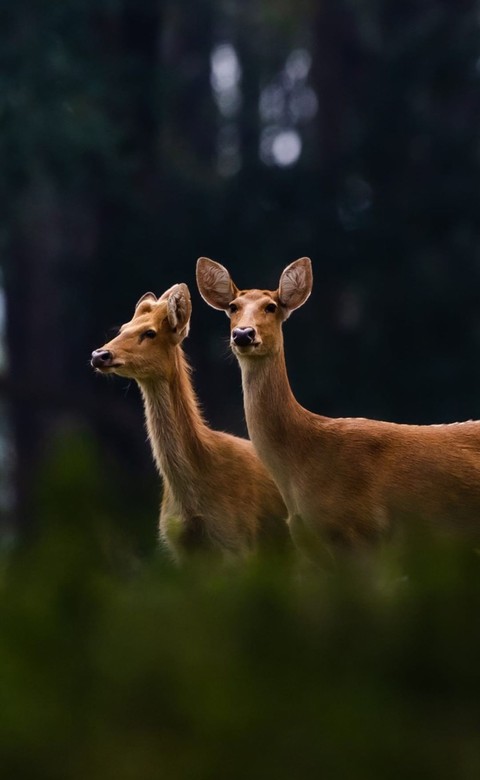 deers