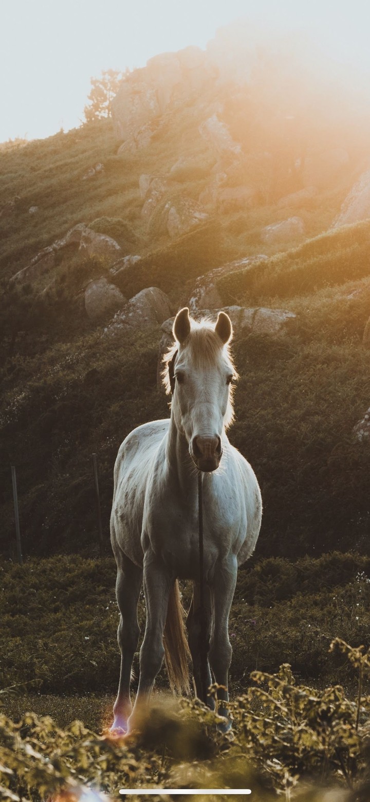 white horse