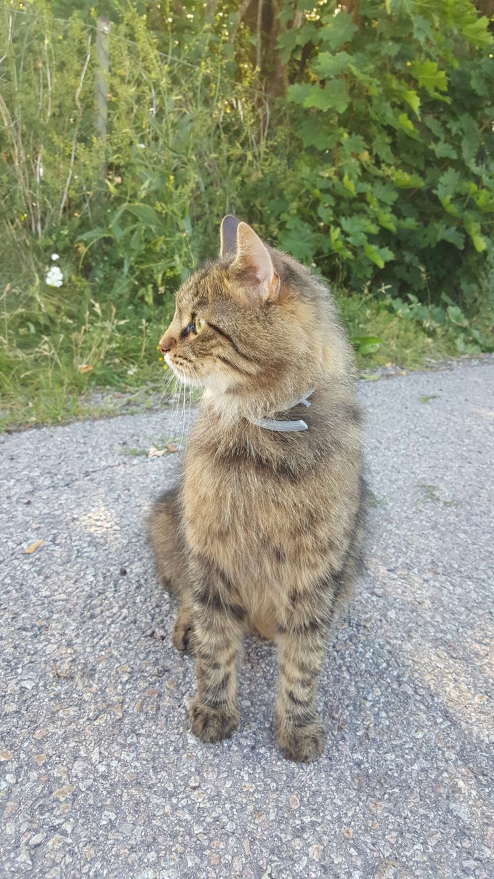 Siberian Cat