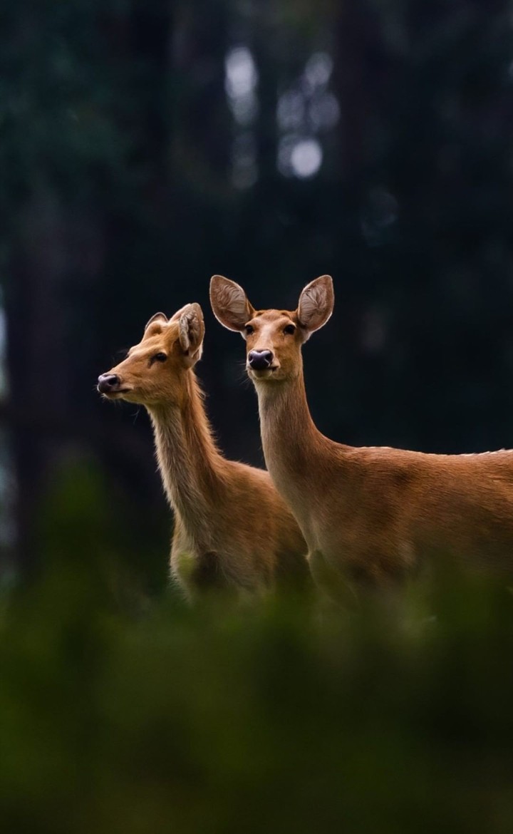 deers