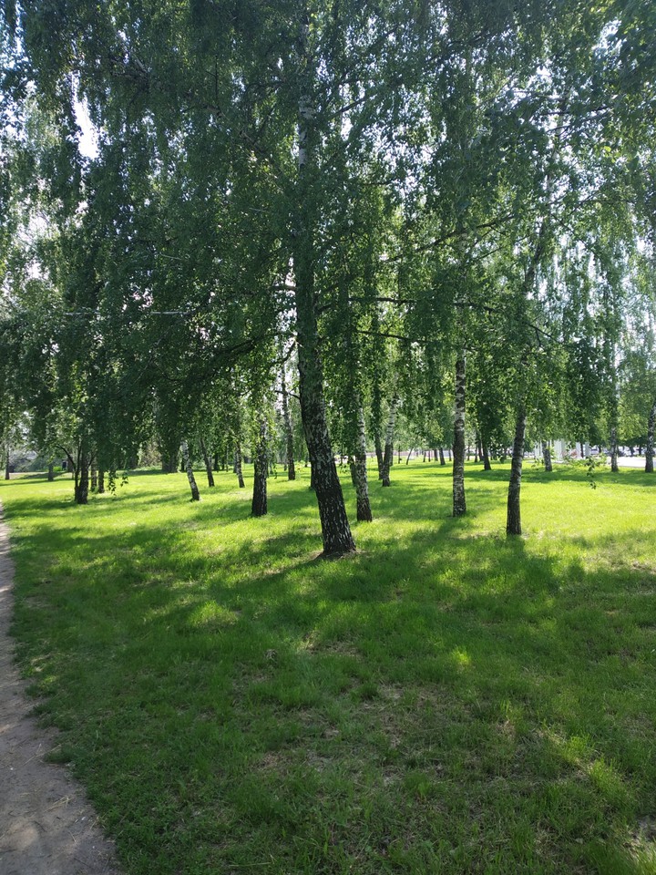 Деревья
