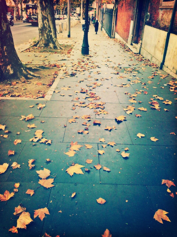 #sideway#Maple_Leaves