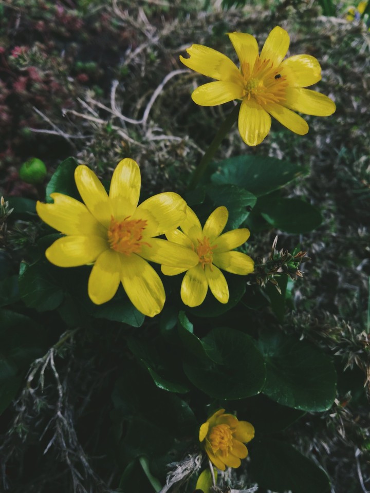 flower