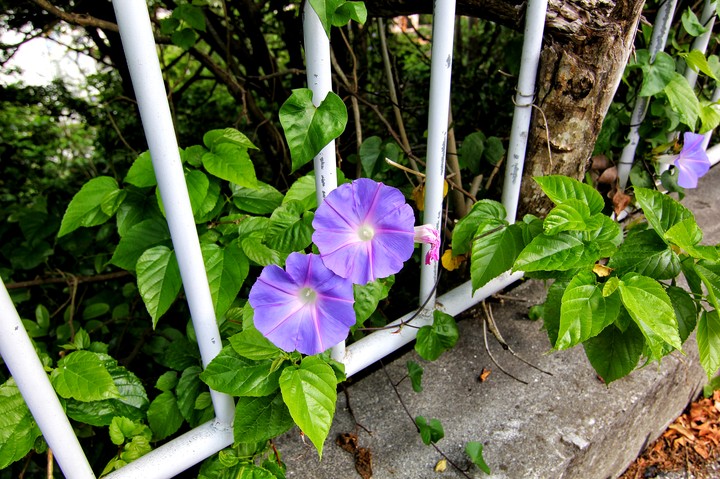 morning glory