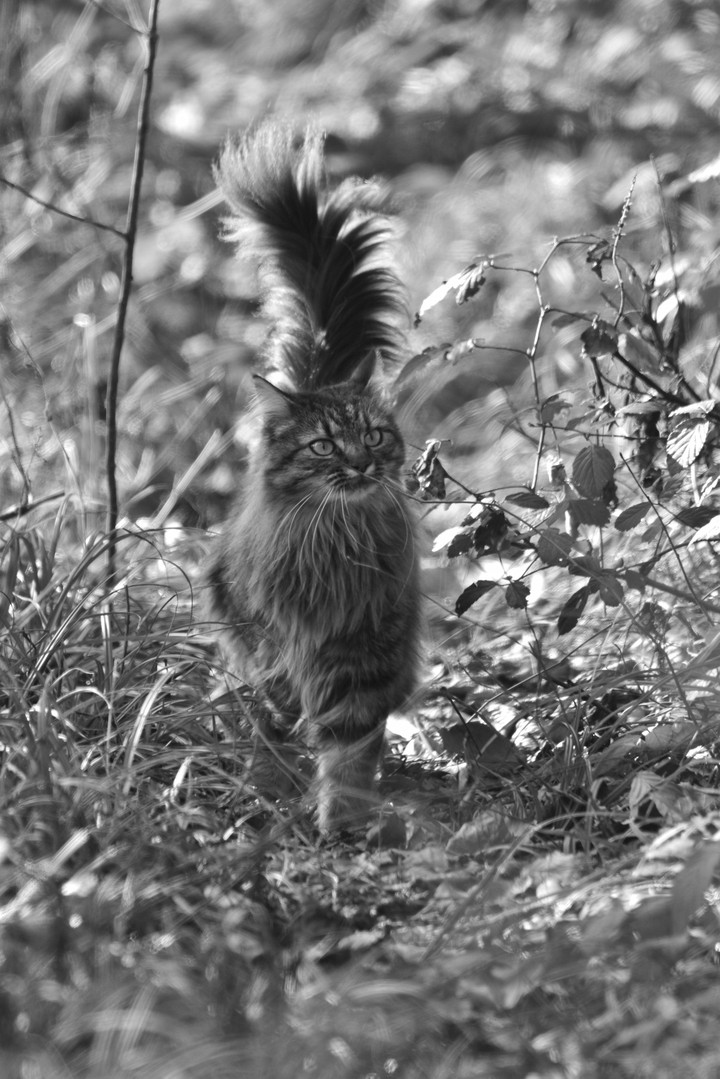 Cat in forest