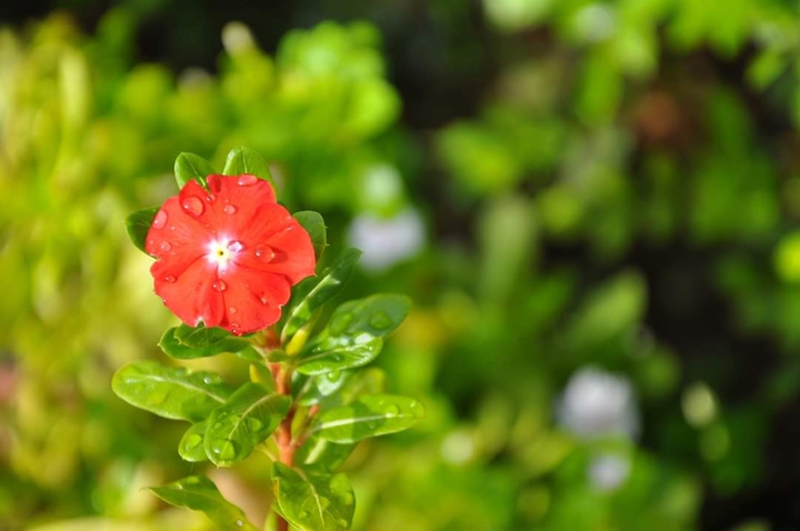 bloomy red