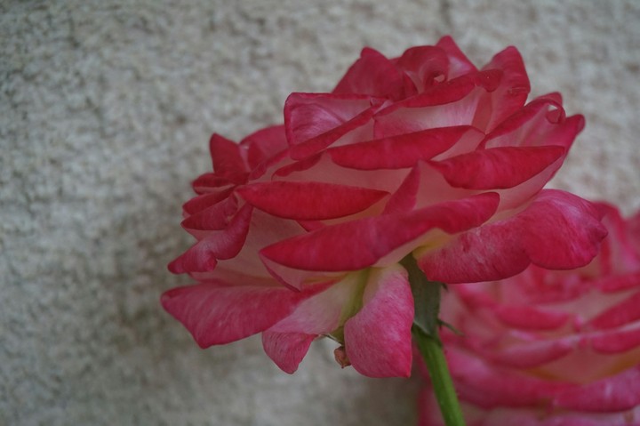 rose rose
