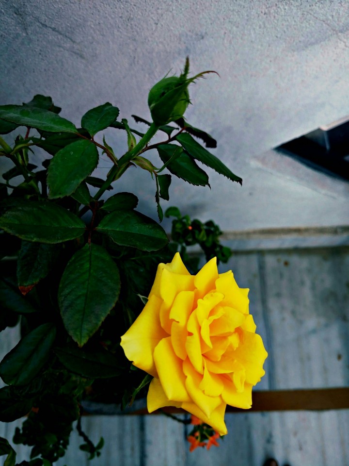 yellow rose