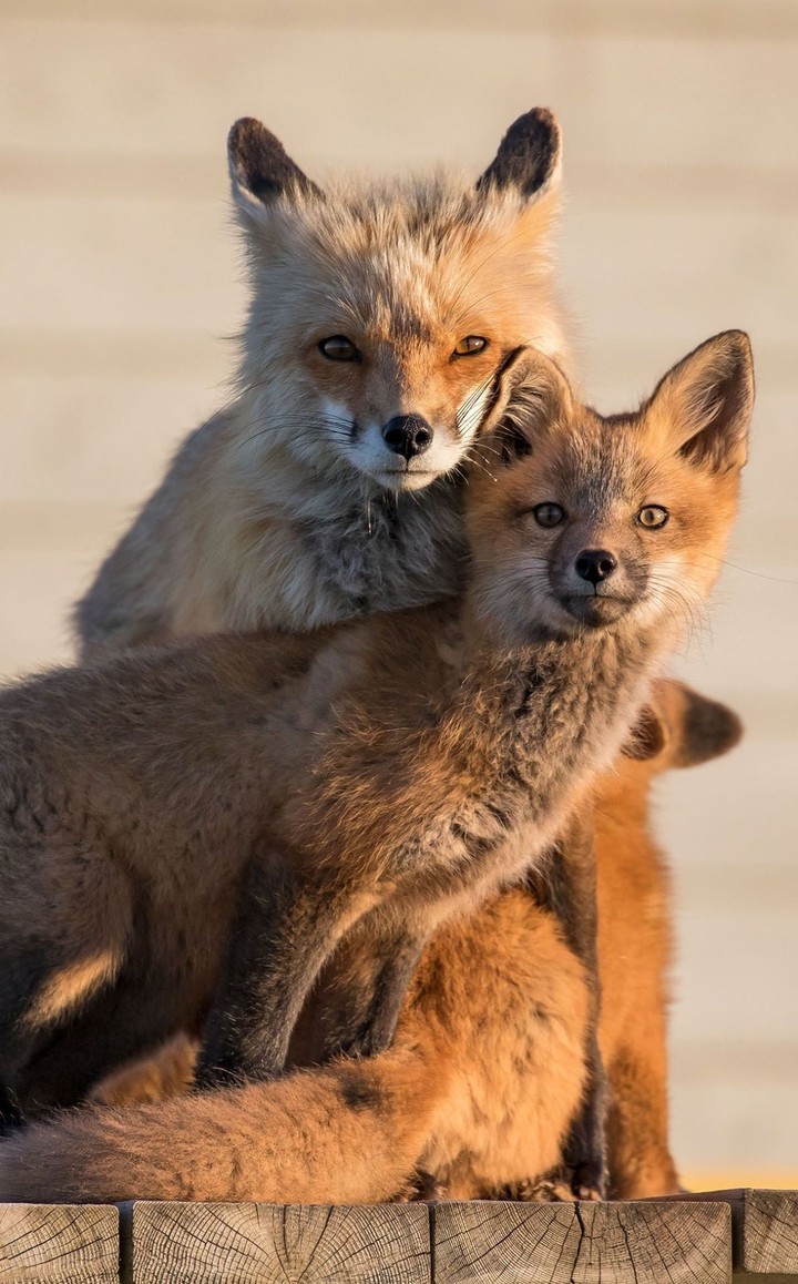 Red Foxes