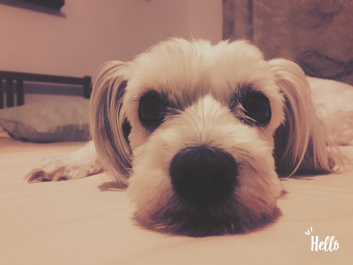Cute Dog