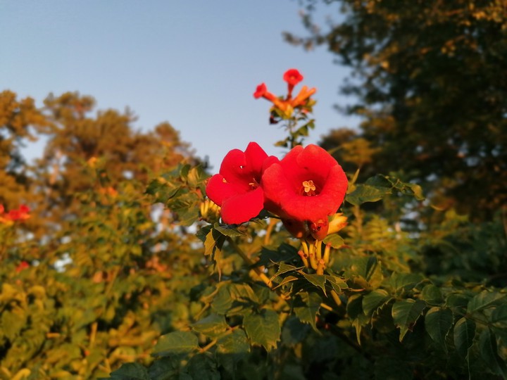 flower