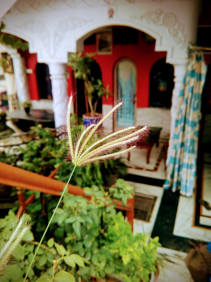 spring