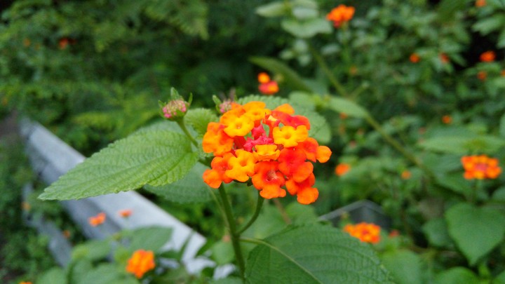 flower
