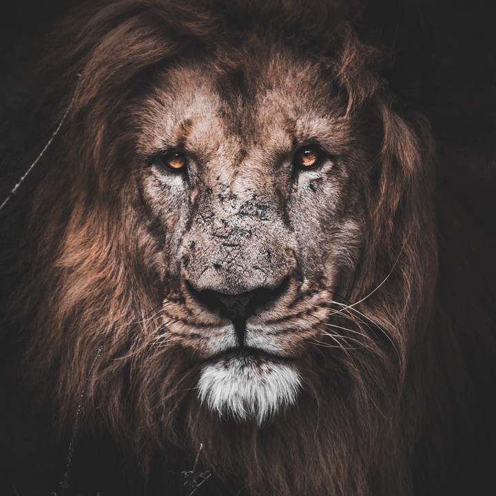 The King