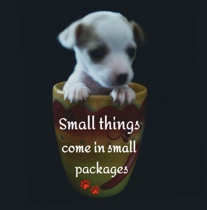 puppy ?