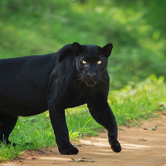 tigre noir⭐⭐⭐