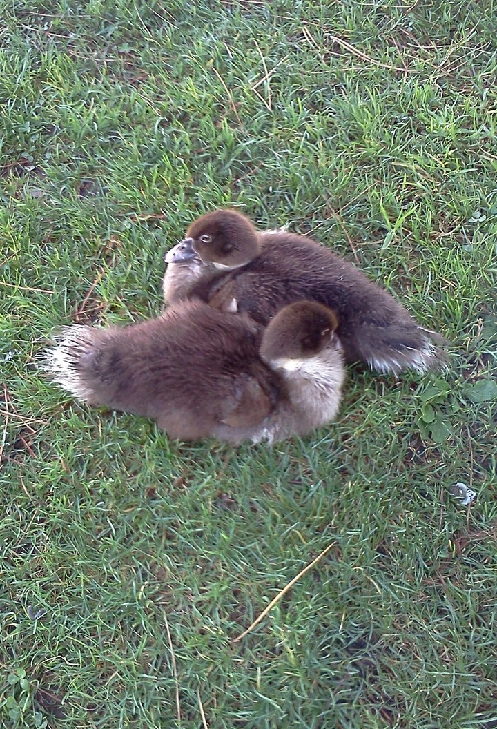 Young Love