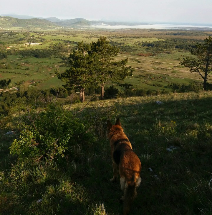 dog view