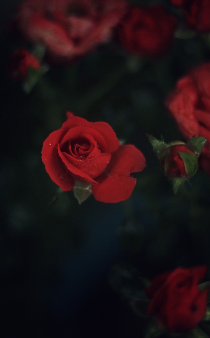 rose
