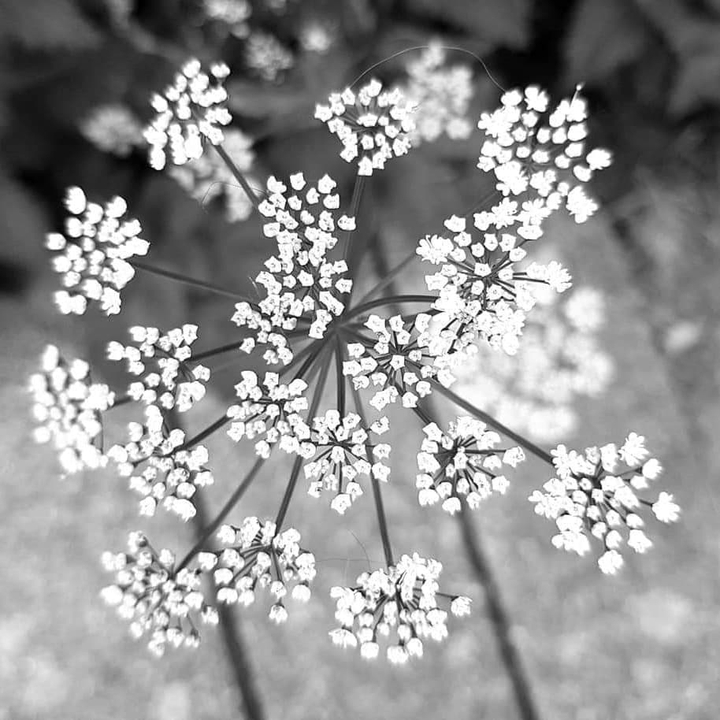 flowers black & white