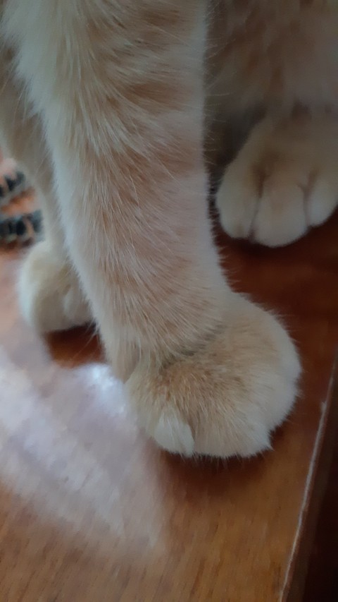 обои cat, кот