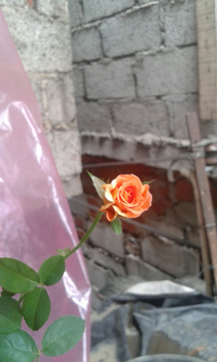 yellow rose angle 1