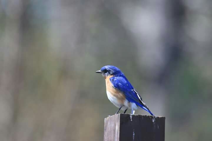 Waiting bird