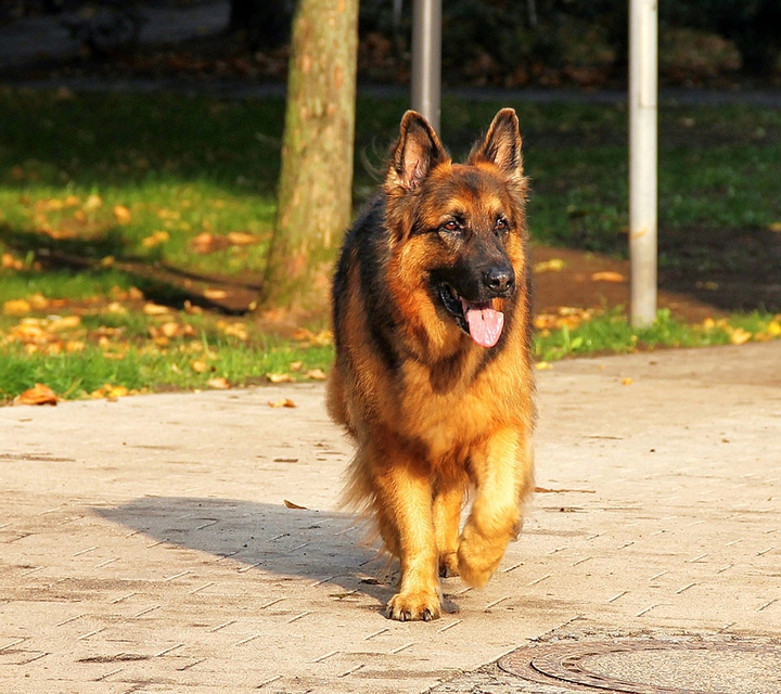 Walking German Shapherd