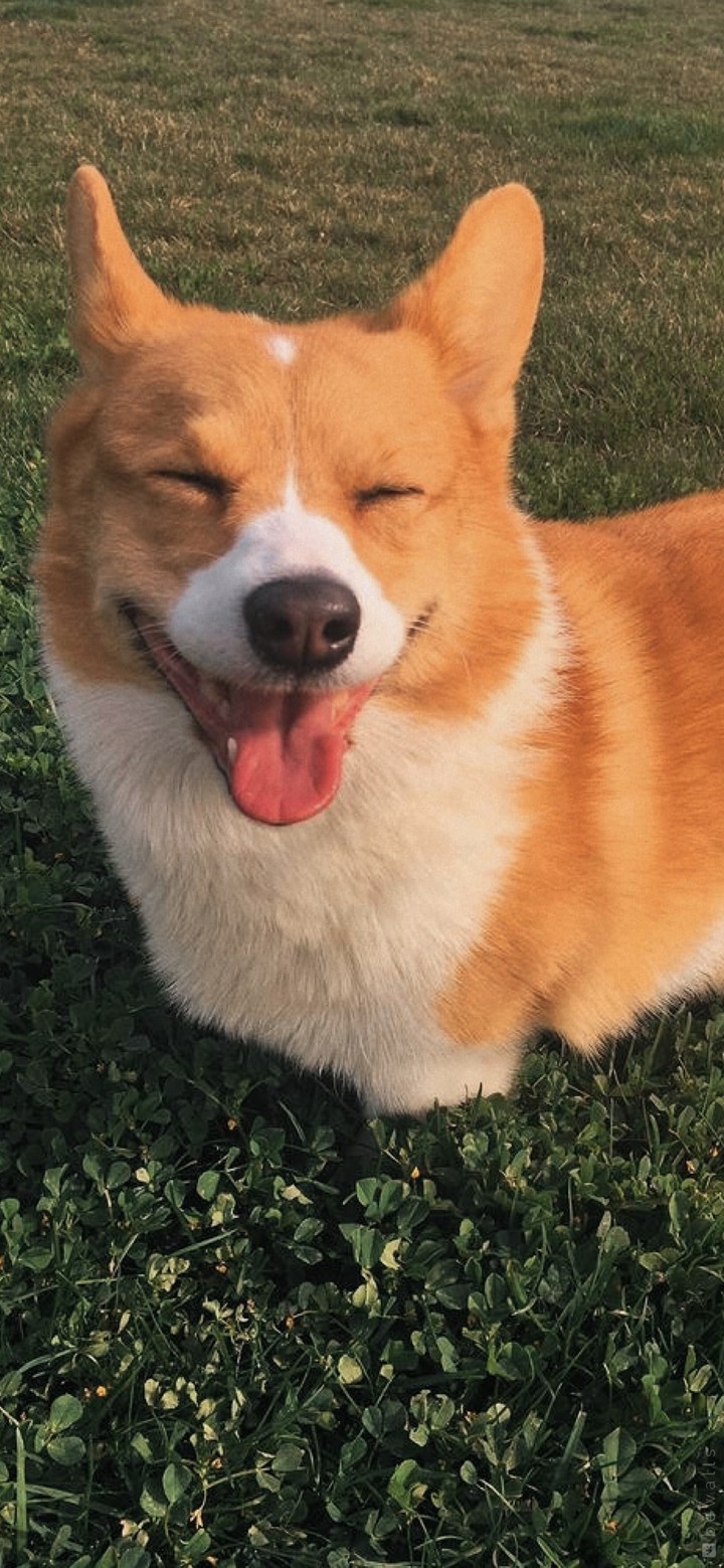 ᴄ ᴏ ʀ ɢ ɪ