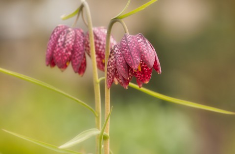обои Close-up, fritillaria