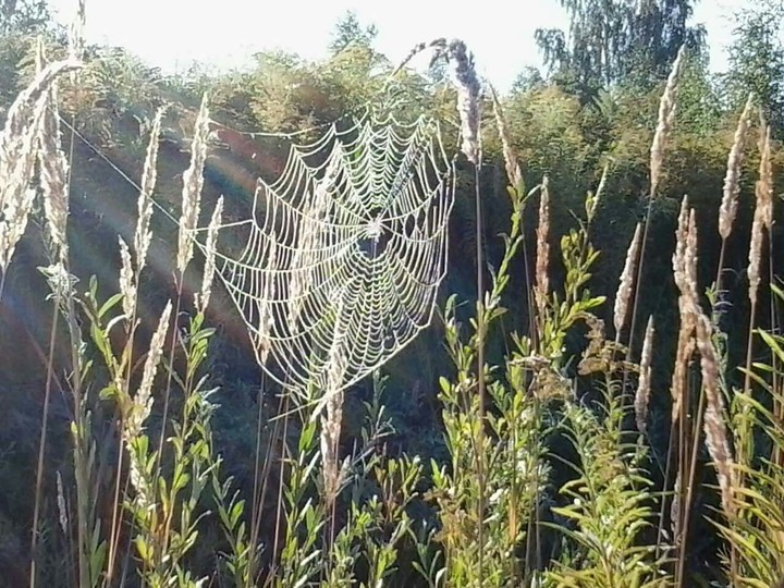 the Light-Spider-web.