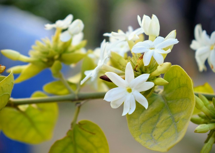 Jasmine Flowers