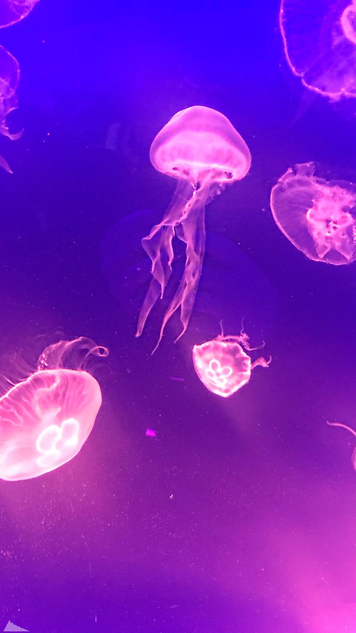 jellyfishes
