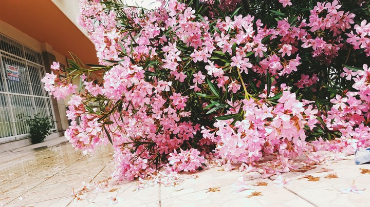 Pinky
