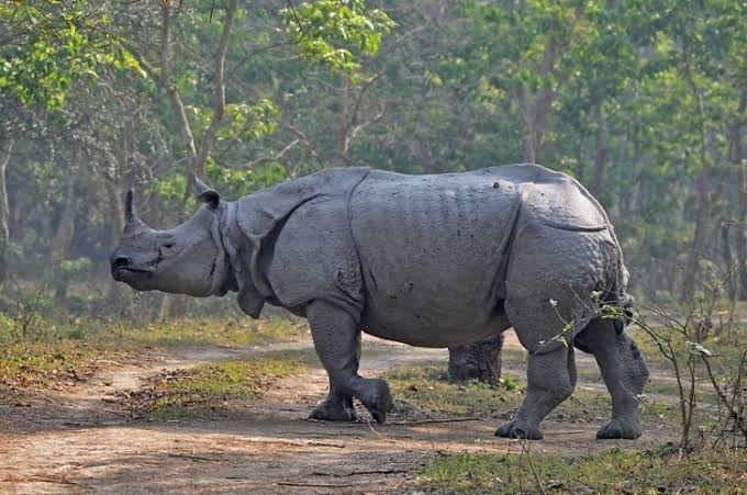 Assam pride one horned rhino