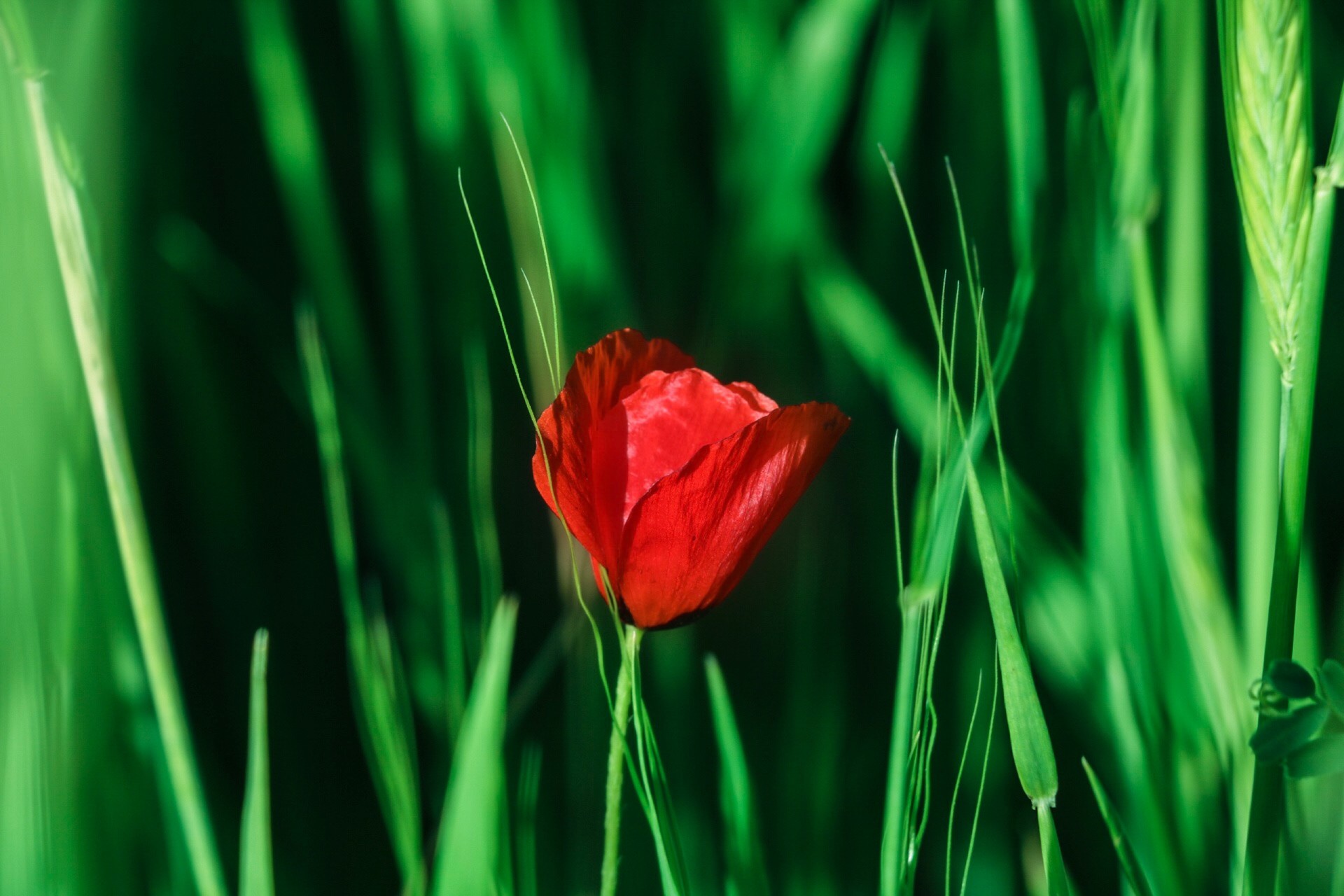 #natural #flower #earth #life