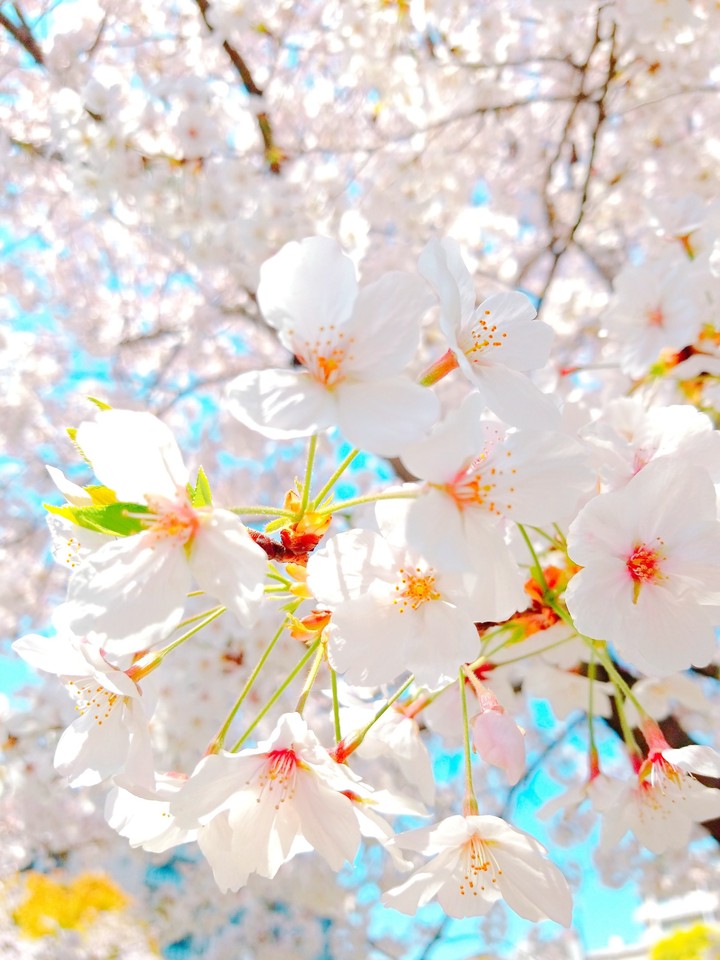 CHERRY BLOSSOM