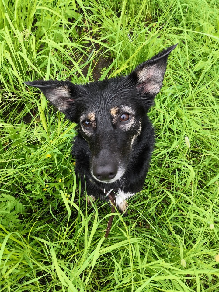 Dog