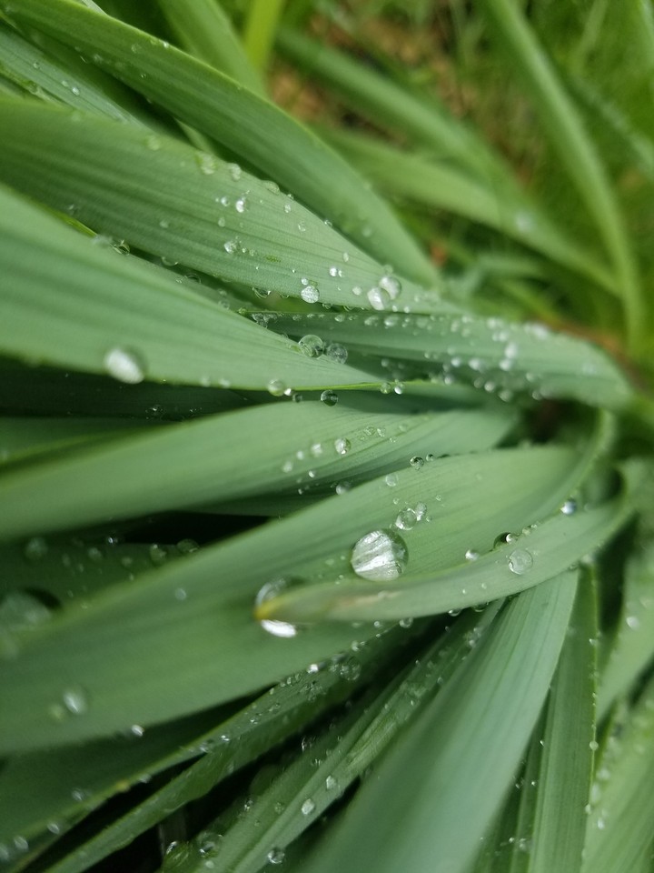 water drops