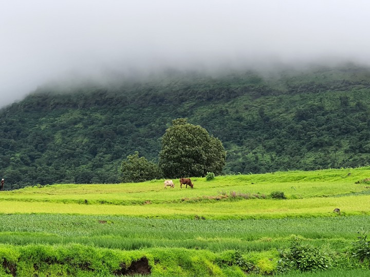 nature