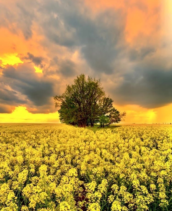 Nature