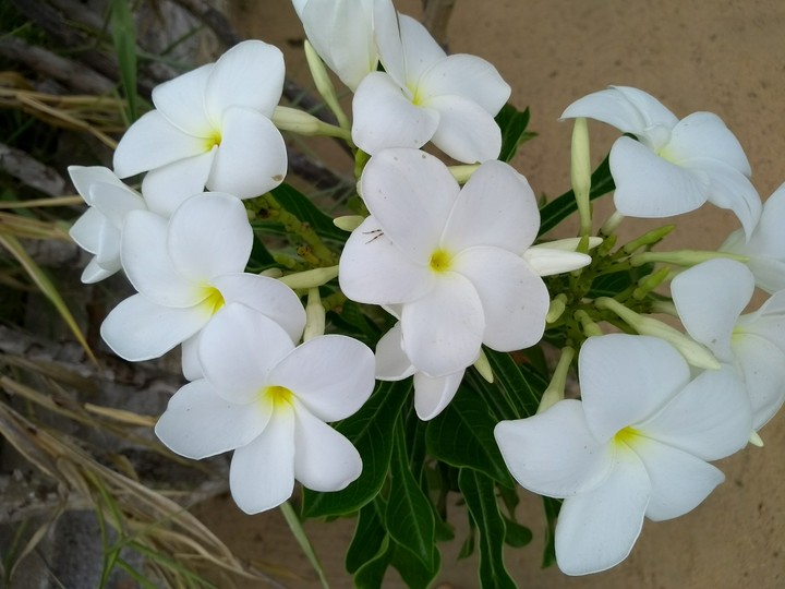 Flowers