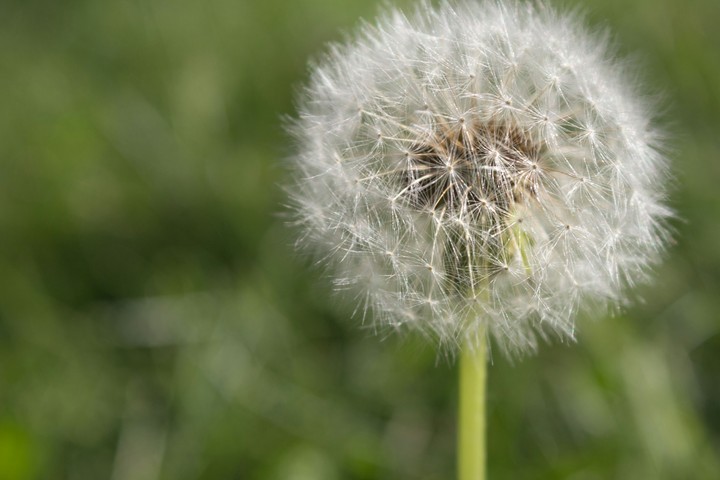 Dandelion